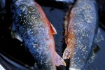 salvelinus alpinus lacustris salvelinus alpinus lacustris