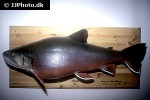 salvelinus alpinus lacustris salvelinus alpinus lacustris
