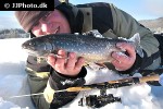 salvelinus alpinus lacustris salvelinus alpinus lacustris