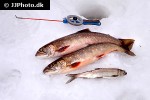 salvelinus alpinus lacustris salvelinus alpinus lacustris
