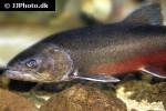 salvelinus alpinus lacustris salvelinus alpinus lacustris