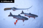 salvelinus alpinus lacustris salvelinus alpinus lacustris