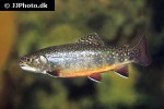 salvelinus fontinalis salvelinus fontinalis