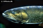 salvelinus fontinalis salvelinus fontinalis