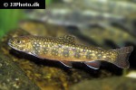 salvelinus fontinalis salvelinus fontinalis