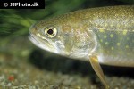 salvelinus fontinalis salvelinus fontinalis