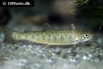 salvelinus fontinalis salvelinus fontinalis