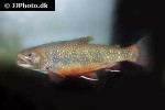 salvelinus fontinalis salvelinus fontinalis