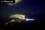 salvelinus namaycush salvelinus namaycush