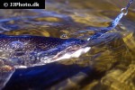 salvelinus namaycush salvelinus namaycush