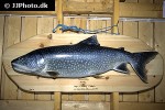 salvelinus namaycush salvelinus namaycush