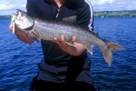 salvelinus namaycush salvelinus namaycush