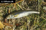 couesius plumbeus couesius plumbeus