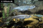squalius alburnoides squalius alburnoides