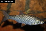 squalius cephalus squalius cephalus