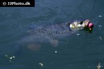 squalius cephalus squalius cephalus