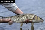 squalius cephalus squalius cephalus