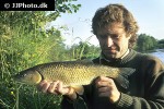 squalius cephalus squalius cephalus