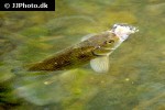 squalius cephalus squalius cephalus