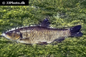 Chub types
