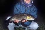 squalius cephalus squalius cephalus