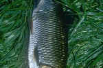 squalius cephalus squalius cephalus