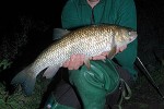 squalius cephalus squalius cephalus