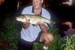 squalius cephalus squalius cephalus