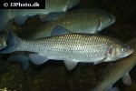 squalius cephalus squalius cephalus