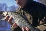 squalius cephalus squalius cephalus
