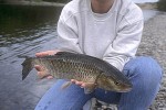 squalius cephalus squalius cephalus