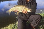 squalius cephalus squalius cephalus