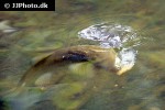 squalius cephalus squalius cephalus