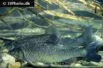 squalius cephalus squalius cephalus