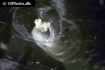 squalius cephalus squalius cephalus