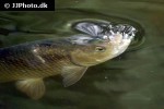 squalius cephalus squalius cephalus
