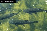 squalius cephalus squalius cephalus