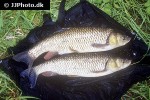 squalius cephalus squalius cephalus
