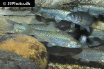 squalius pyrenaicus squalius pyrenaicus
