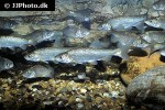 squalius pyrenaicus squalius pyrenaicus