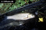 squalius pyrenaicus squalius pyrenaicus