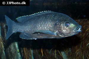 Cichlids