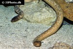 aipysurus laevis olive brown sea snake aipysurus laevis olive brown sea snake
