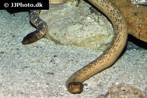 Cobras & Mambas