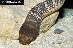 aipysurus laevis olive brown sea snake aipysurus laevis olive brown sea snake