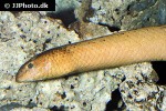 aipysurus laevis olive brown sea snake aipysurus laevis olive brown sea snake