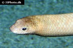 aipysurus laevis olive brown sea snake aipysurus laevis olive brown sea snake