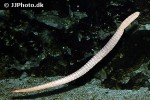 aipysurus laevis olive brown sea snake aipysurus laevis olive brown sea snake