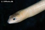 aipysurus laevis olive brown sea snake aipysurus laevis olive brown sea snake