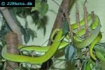dendroaspis angusticeps green mamba dendroaspis angusticeps green mamba
